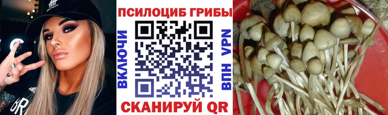 Псилоцибиновые грибы Psilocybe  купить закладку  Иваново 