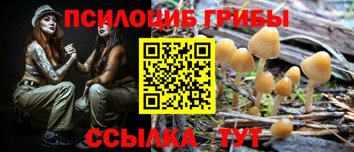 Псилоцибиновые грибы Psilocybe Иваново